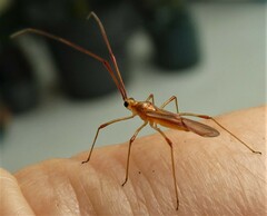 Ragwelellus suspectus