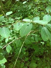 Lonicera alpigena alpigena