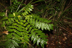 Dysoxylum rufum