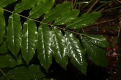Dysoxylum rufum