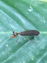 Bantiinae