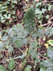 Rubus fruticosus