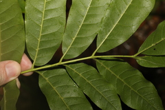 Dysoxylum rufum