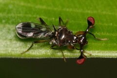 Megalabops quadriguttata