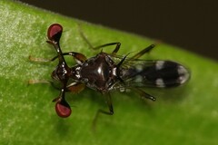 Megalabops quadriguttata