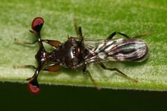 Megalabops quadriguttata