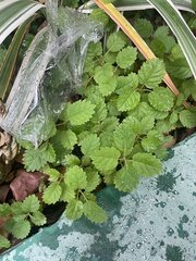 Handroanthus chrysanthus