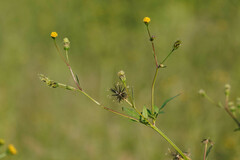 Bidens pilosa pilosa