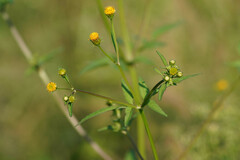 Bidens pilosa pilosa