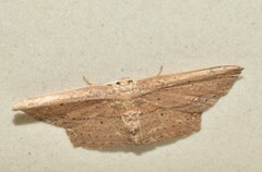 Phalacra