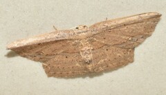 Phalacra