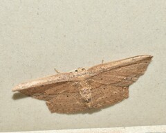 Phalacra