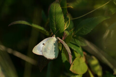 Colias poliographus