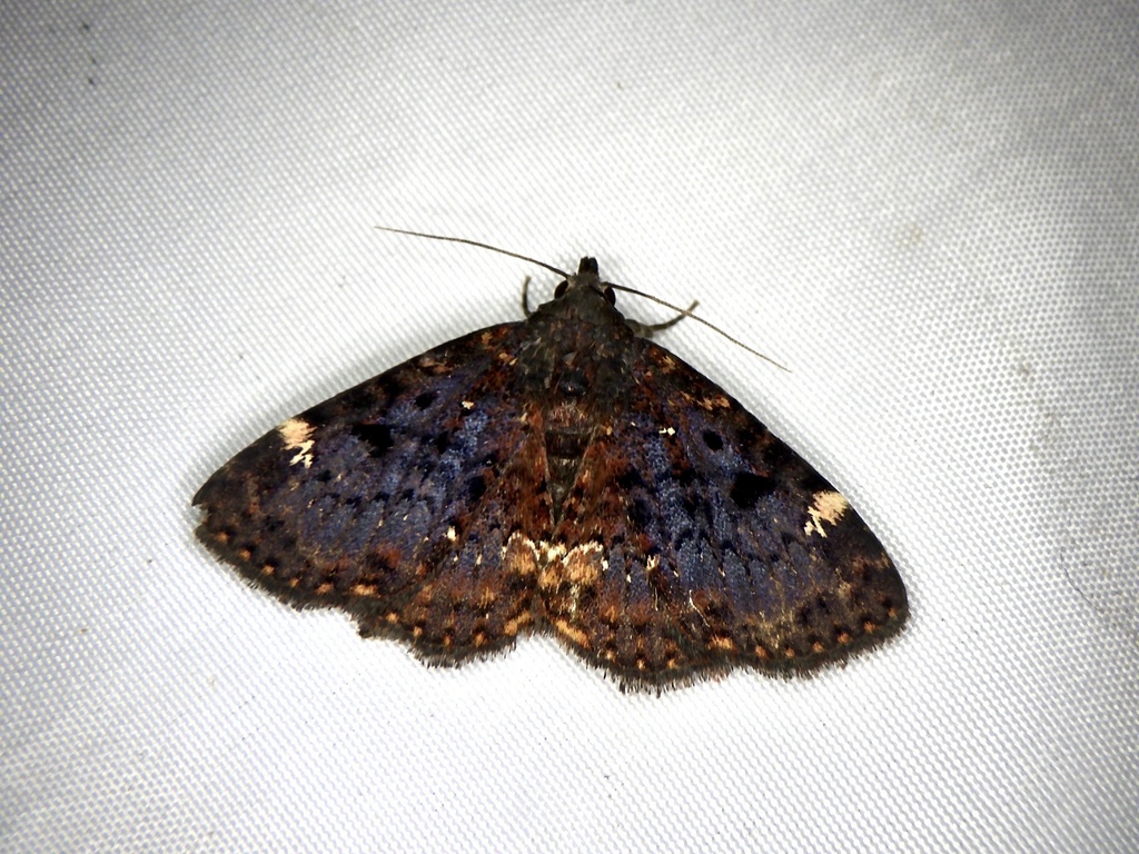 Diomea cremata