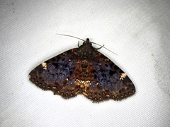 Diomea cremata