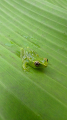 Hyperolius igbettensis