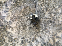 Yolinus albopustulatus