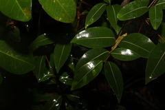 Cryptocarya microneura