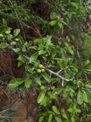 Image of Flacourtia indica by no rights reserved