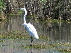 Ardea alba modesta