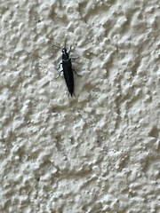 Staphylinini