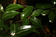 Cryptocarya microneura