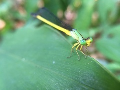 Ceriagrion