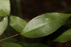 Cryptocarya microneura