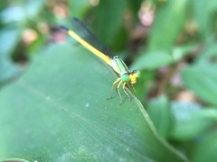 Ceriagrion