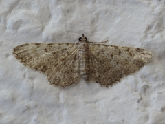 Eupithecia semigraphata