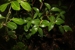 Cryptocarya microneura