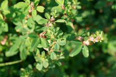 Kummerowia stipulacea