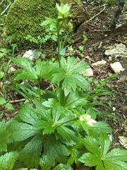 Astrantia major major