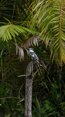 Ceryle rudis rudis