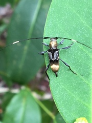 Sangaris concinna