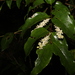 Ripogonum album - Photo (c) Greg Tasney, algunos derechos reservados (CC BY-SA), subido por Greg Tasney