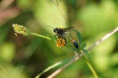 Ammophila sabulosa