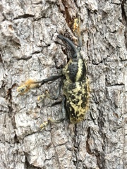 Odontoderes morbillosus