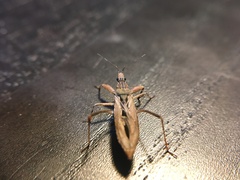 Pygolampis pectoralis