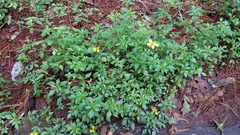 Bidens ostruthioides