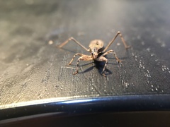 Pygolampis pectoralis