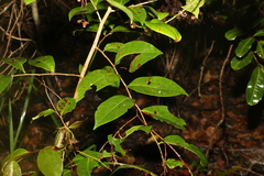 Glochidion ferdinandi