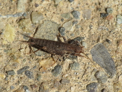 Arachnocephalus vestitus