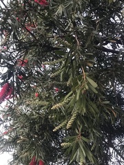 Melaleuca viminalis