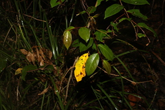 Glochidion ferdinandi