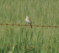 Anthus australis