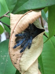 Ybyrapora sooretama