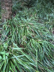Carex sylvatica