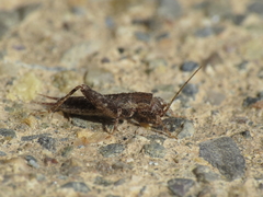 Arachnocephalus vestitus