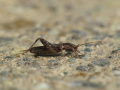 Arachnocephalus vestitus